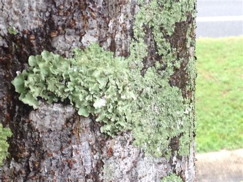 Lichen Gardening In The Panhandle
