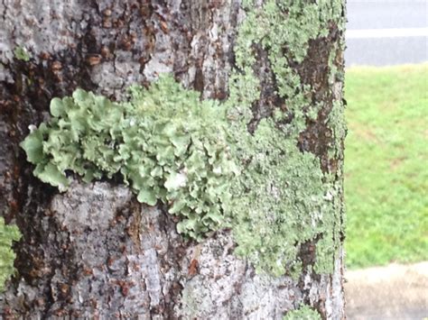 Check spelling or type a new query. Lichens | Gardening in the Panhandle