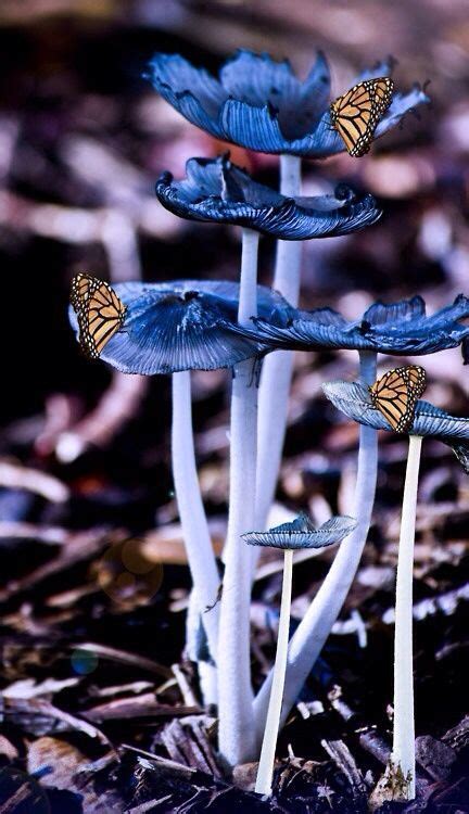 The Common Thread Extreme Color Mushroomsfungus Mushroom Fungi