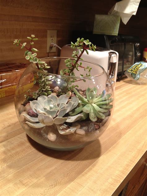 Their grow slowly but can easily thrive in a indoor terrarium. I made a terrarium! the plants were about $3.50 at lowes ...