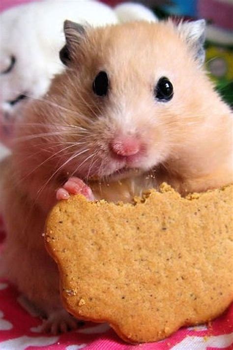 Cute Hamster Eating A Cookie Хомяки Животные Детеныши животных