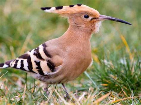 The Hoopoe Identification Diet And Migration Saga