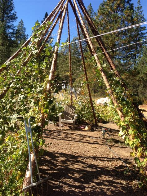 Awesome Teepee Trellis Out Of Cedar Poles That I Hope To Replicate On A