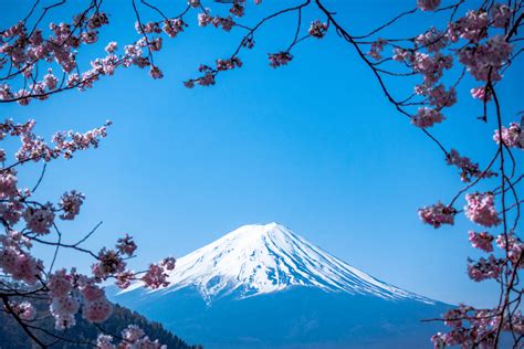 Download Sakura Blossoms Illuminating The Slopes Of Mount Fuji Japan