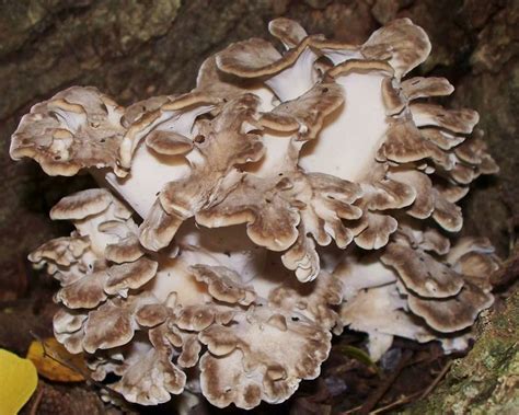 17 Images About Edible Wild Mushrooms On Pinterest Gourmet Recipes Minnesota And Mushrooms