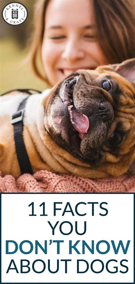 Things You Dont Know About Dogs Click Here To Learn 11 Interesting