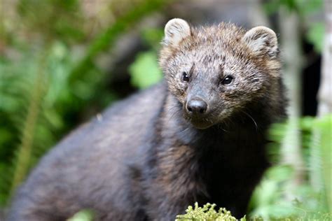 Fisher Fisher Animal Fisher Cat Rare Species Endangered Species