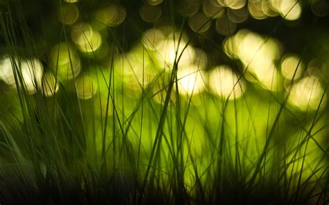 Green Nature Lights Grass Bokeh Monochrome Macro Depth Of