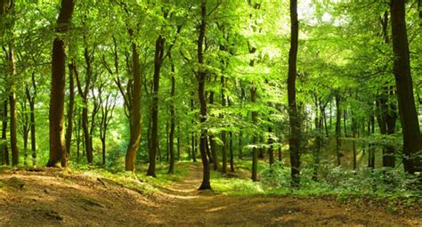 Your Brain On Nature Forest Bathing Mother Earth News