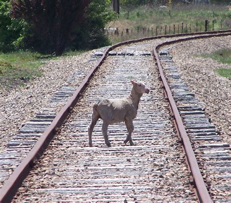 Filea Sheep On A Railway Track Wikipedia