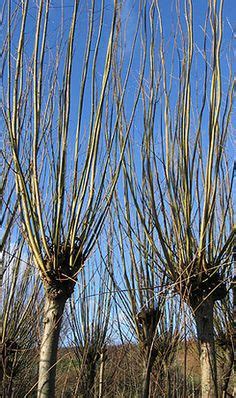Check spelling or type a new query. 17 Best Pollarded trees images | Gardens, Landscaping ...