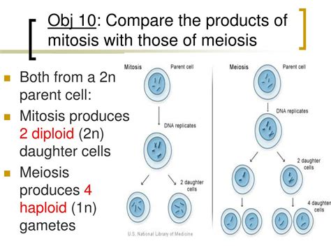 Ppt Section 8 3 Meiosis Powerpoint Presentation Free Download Id
