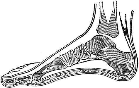 Bones Of The Foot Diagram