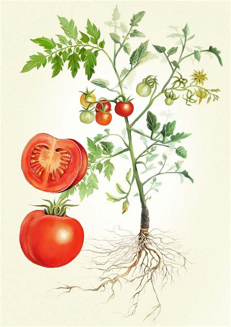 (click on image to show / hide labels). The Anatomy of a Flowering Plant