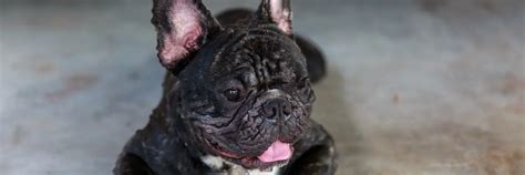 55 French Bulldog Bumps On Skin Photo Bleumoonproductions