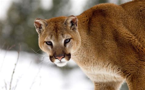 Puma Usa Wild Animals Animals Wild Big Animals Mountain Lion