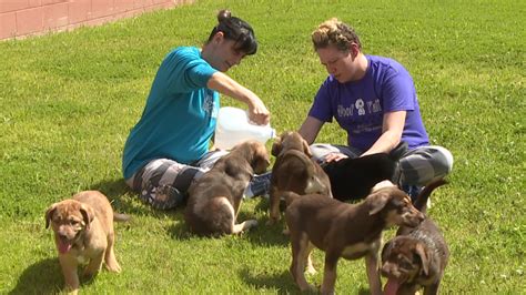 Carroll Co Jail Inmates Puppies Bond Through Program Wbbj Tv