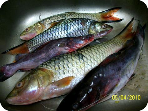 Hilangkan Hanyir Ikan Sungai