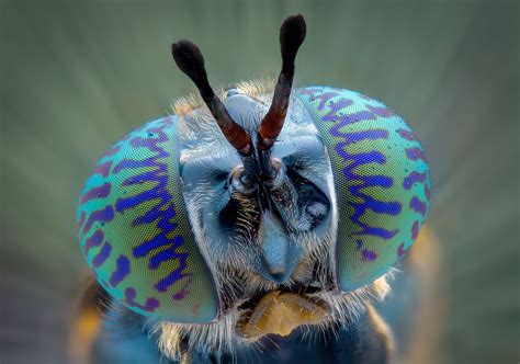 Incredible Creatures Up Close Weird Insects Cool Insects Bugs And