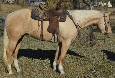 Colonel Freckleswinning Colors Gorgeous Palomino Mare