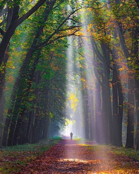 🇳🇱 Road In The Forest Netherlands By Christina Tan Sassychris1 On Instagram Cr Beautiful