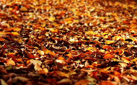 Fall Foliage Mac Wallpaper Download Allmacwallpaper