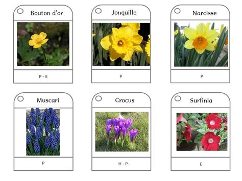 Sciences Segpa Nomenclature Fleur Jardin Fleurs