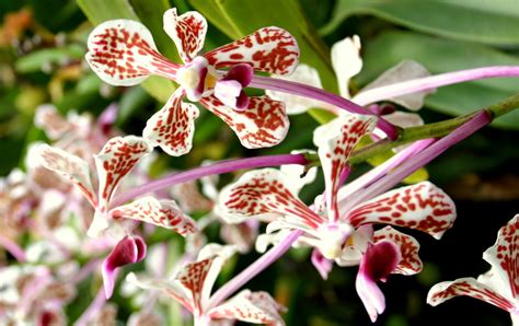 Anggrek memiliki bentuk bunga yang unik, bentuk dari bunga ini mampu menarik perhatian serangga peyerbuk. Flowers: ANGGREK