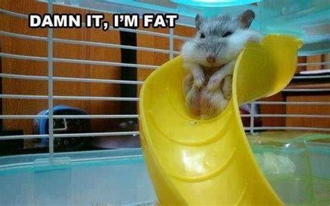 Pin By Metta Paramita On Random Fat Animals Hamster Lol