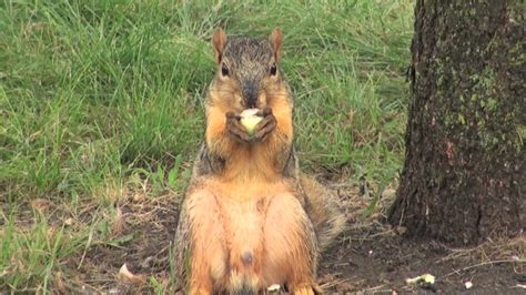 Squirrel Eating An Acorn Youtube