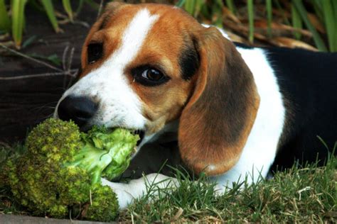 Can Dogs Eat Broccoli Pettime