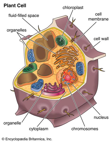Vacuole Definition Structure Function And Facts Britannica