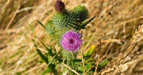 Scotch Thistle Onopordum Acanthium How To Grow And Care For This Biennial