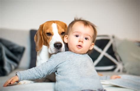 20 Kinderliebe Hunde Die Perfekt Für Familien Geeignet Sind