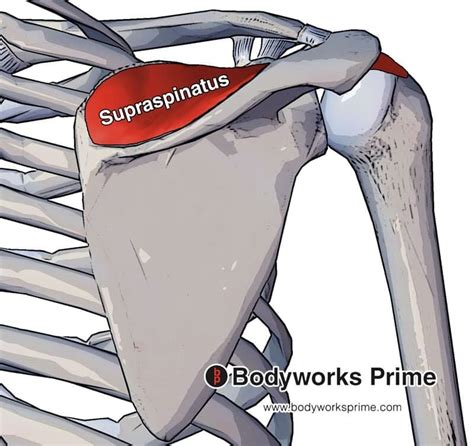 Supraspinatus Muscle Anatomy Bodyworks Prime