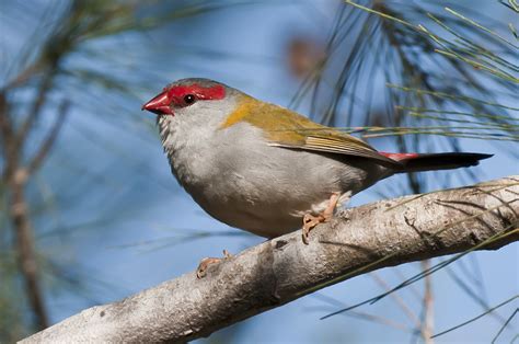 Red Browed Finch Birds In Backyards