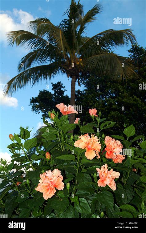 Ahri Roam Tips North Palm Beach Flowers Tropical Flower Arrangements