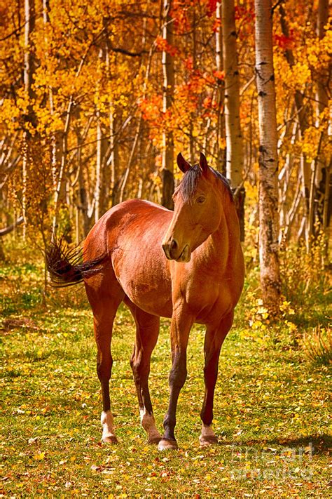 Beautiful Horse In The Autumn Aspen Colors Photograph By James Bo