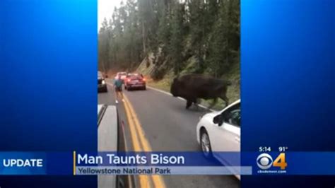 Man Arrested After Taunting Bison At Yellowstone National Park