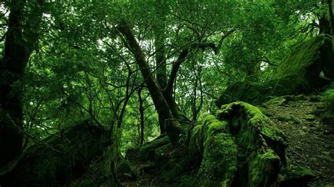 Forest Tropical Forest Nature Trees Landscape Wallpapers Hd