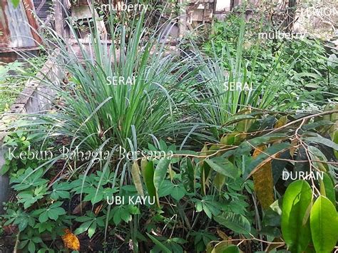 Video ini diambil sekadar untuk pembelajaran. Kebun Bahagia Bersama: Penambahan Pilihan Goodies '3 for ...