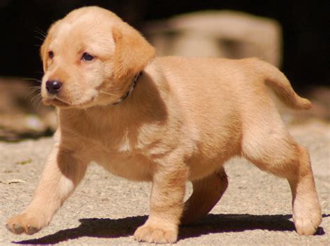 Getting them used to it early and keeping it a positive. Labrador Retriever Dog : Characteristics, Temperament and ...
