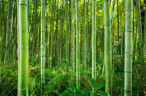 Bamboo Forest Arashiyama Near Kyoto Japan Photo Backdrop