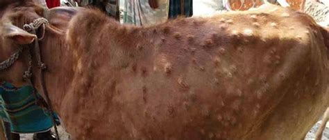 Lumpy Skin Disease Spreaded Its Wings Over A Dozen States