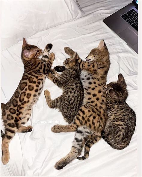 If you decide to buy a healthy bengal kitten then you came to the right place. F1 Savannah Cat and Kitten Breeder / For Sale in Los ...