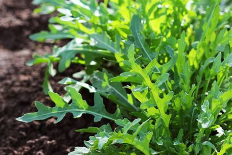 When To Plant Arugula Top Timing Tips