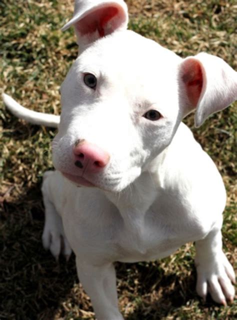 All White Pit Bull Puppies Free 1 12 Yr Old White Pitbull Uag