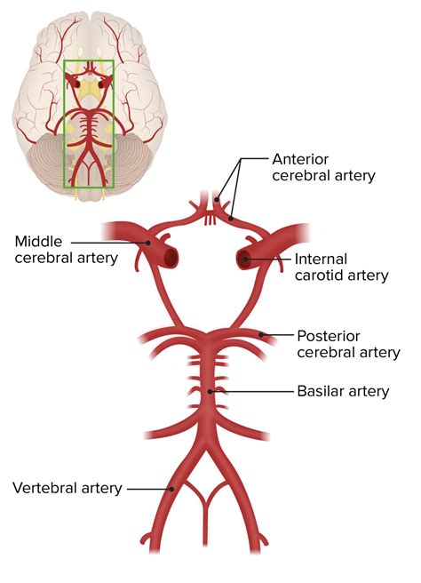 Cerebrovascular System Anterior Middle Posterior Arteries Diagram My