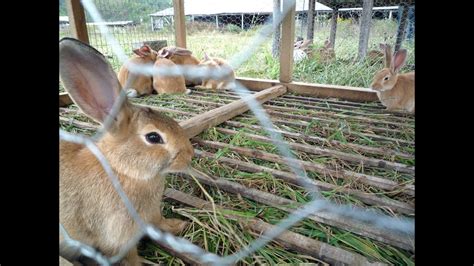 Rabbit farming is a profitable business. Rabbit farming is an emerging but profitable business | Doovi