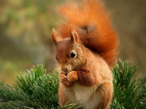 Top 100 Best Funny Squirrel Pictures and Images - Parryz.com